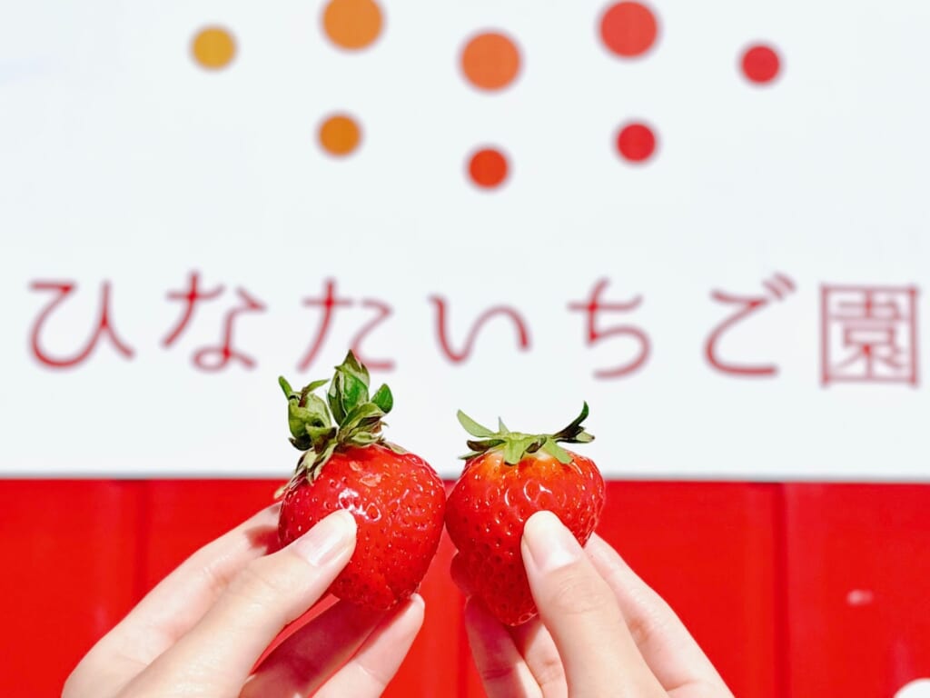 豊富な種類のいちごを食べ比べ!今が旬!『ひなたいちご園』でいちご狩り体験(宮崎市) image