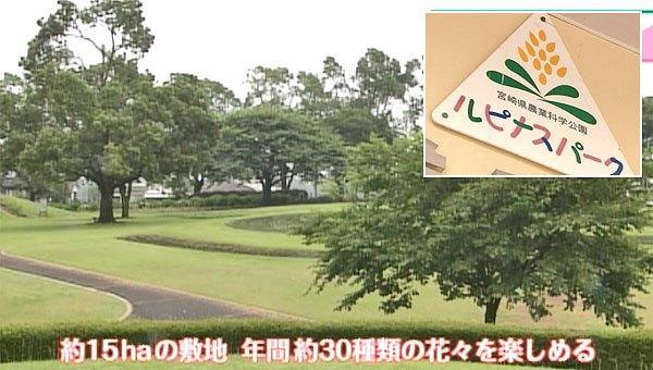 宮崎県農業科学公園ルピナスパーク