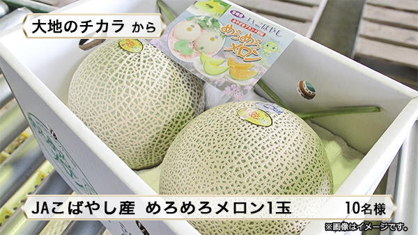 JAこばやし産 めろめろメロン1玉