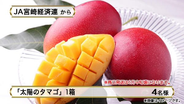 「太陽のタマゴ」1箱