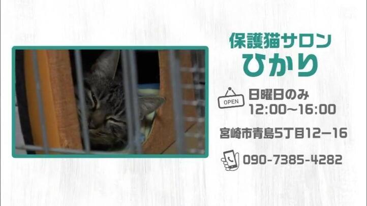 保護猫サロン　ひかり