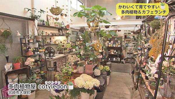 多肉植物屋 cotyledon - コチレドン・cotycafe - コチカフェ