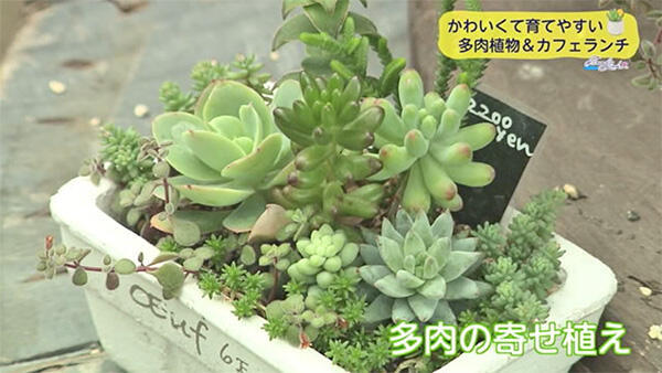 多肉植物屋 cotyledon - コチレドン・cotycafe - コチカフェ