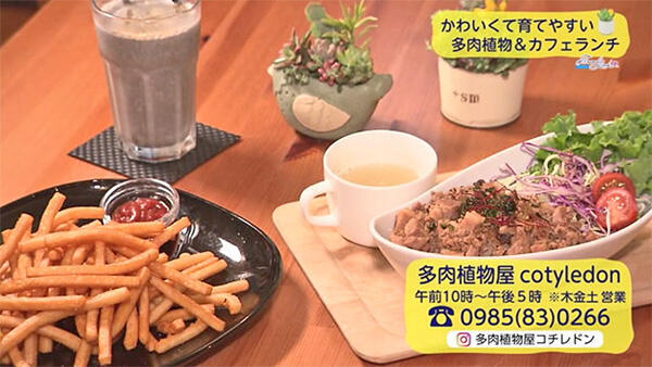 多肉植物屋 cotyledon - コチレドン・cotycafe - コチカフェ