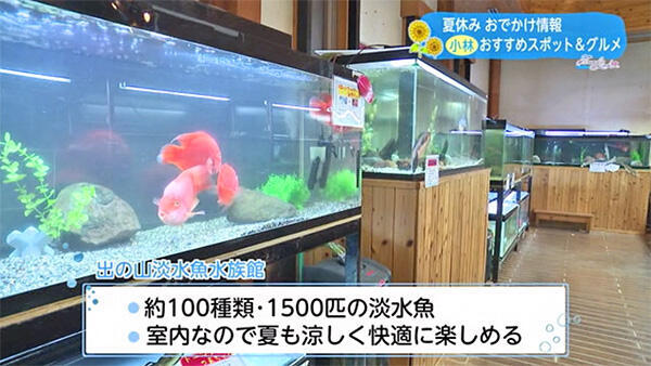 井出の山淡水魚水族館