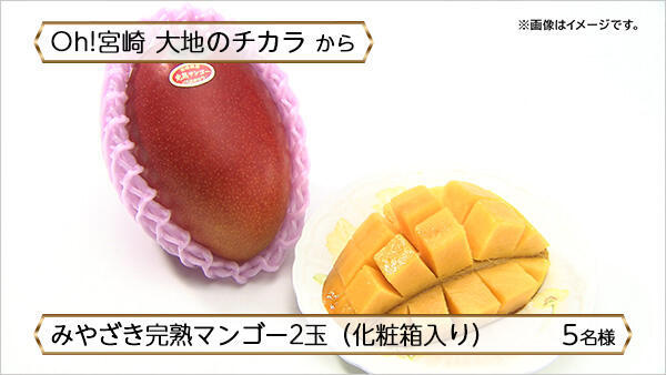みやざき完熟マンゴー2玉（化粧箱入り）