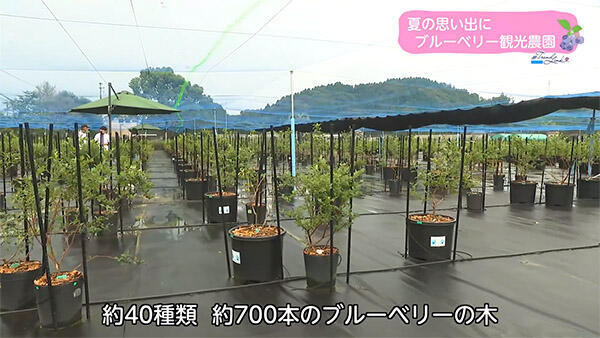 宮崎ブルーベリーの杜