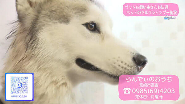 らんでぃのおうち