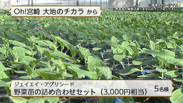 ジェイエイ・アグリシード<br>野菜苗の詰め合わせセット（3,000円相当）
