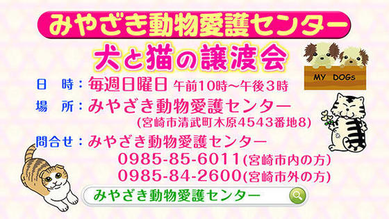 みやざき動物愛護センター 犬と猫の譲渡会