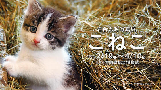 岩合光昭写真展 こねこ