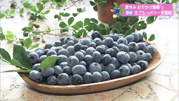ブルーベリー園 むら田｜店舗情報｜UMKテレビ宮崎