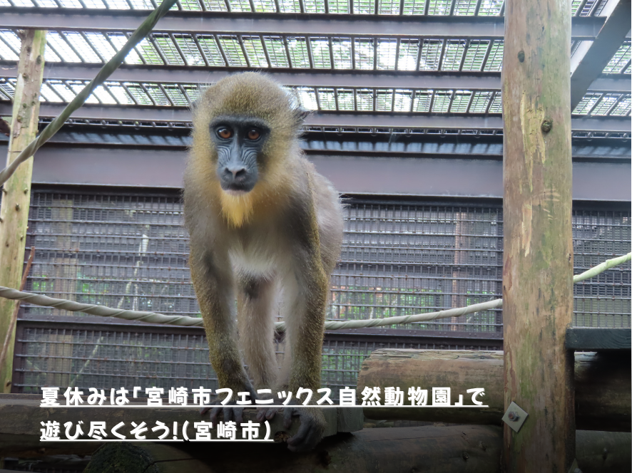 夏休みはフェニックス自然動物園で遊び尽くそう！
