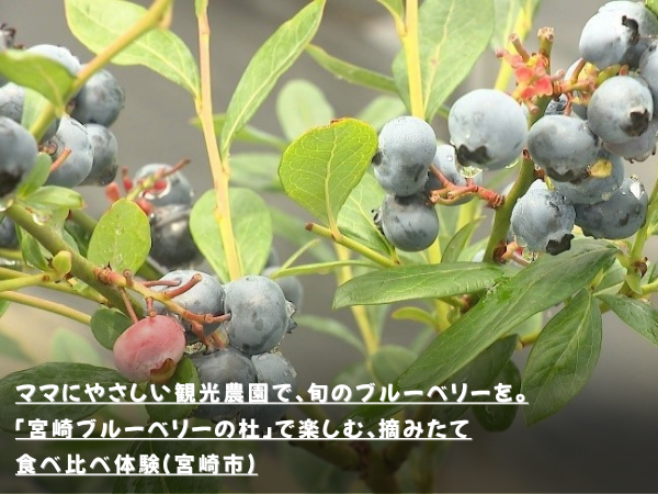 ママにやさしい観光農園で、旬のブルーベリーを。「宮崎ブルーベリーの杜」で楽しむ、摘みたて食べくらべ体験