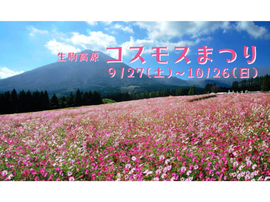 9/27(土)~10/26(日)「生駒高原コスモスまつり」開催！