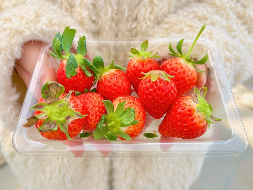 事前予約不要！『Lakeside Red farm（レイクサイドレッドファーム）』のいちご狩り体験で幸せな1時間を(宮崎市)