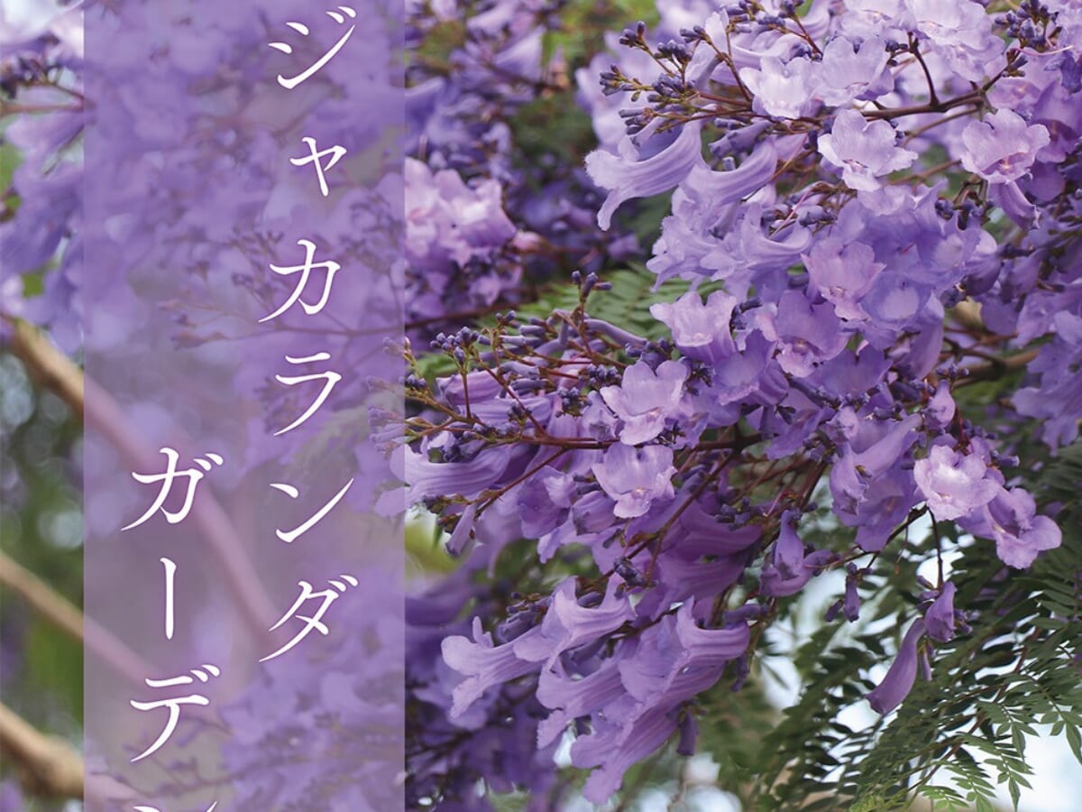 【2026 宮崎イベント】※今週末まで！※5月16日(土)~5月31日(日) 宮交ボタニックガーデン青島にて「第6回ジャカランダガーデン 」開催中！（宮崎市）