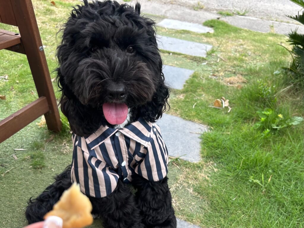 愛犬と過ごす特別な朝を『COAST LIFE』でモーニング&新登場のわんちゃんプレートを満喫 image