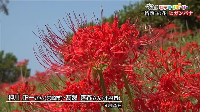 宮崎ニュースumk Umkテレビ宮崎