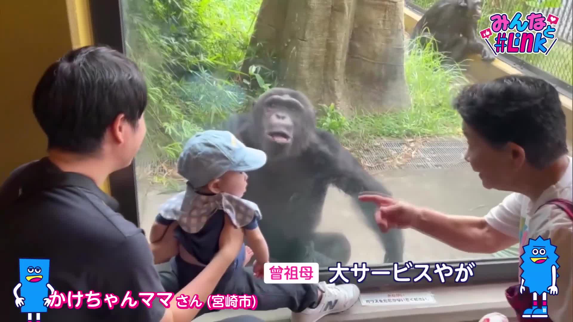 みんなとLink（チンパンジー）｜ニュース｜UMKテレビ宮崎