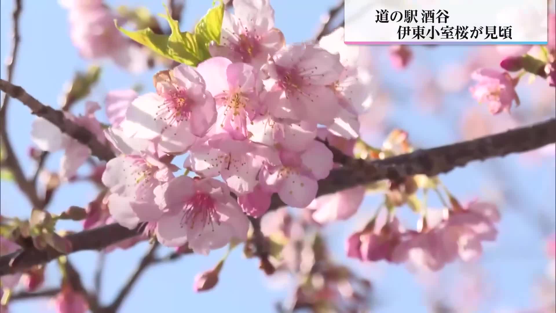 日南市「道の駅酒谷」 早咲きの伊東小室桜見ごろ｜ニュース｜UMKテレビ宮崎