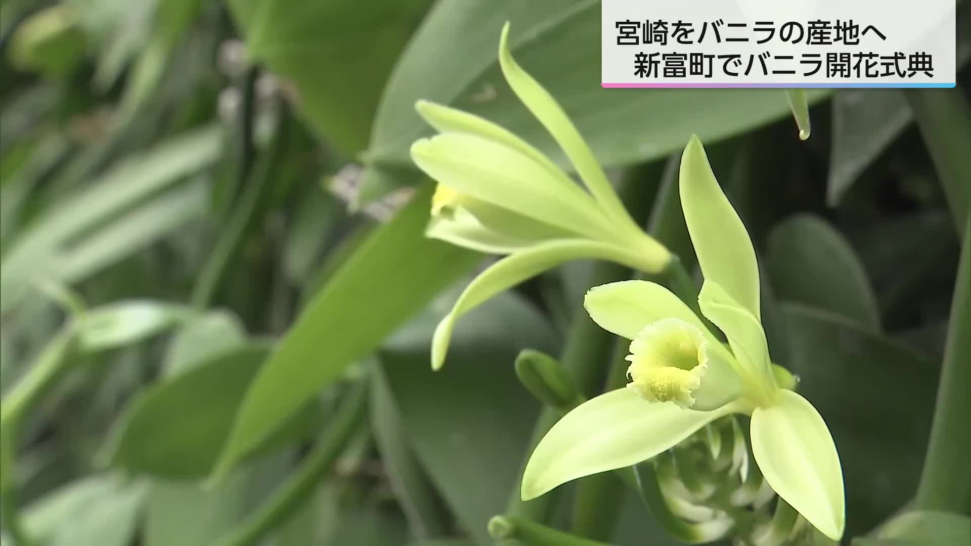 Vanilla バニラのすべて　起源　生態　栽培　生産　利用を網羅 Amazon.co.jp: バニラのすべて : エリック・オドゥー, ミッシェル