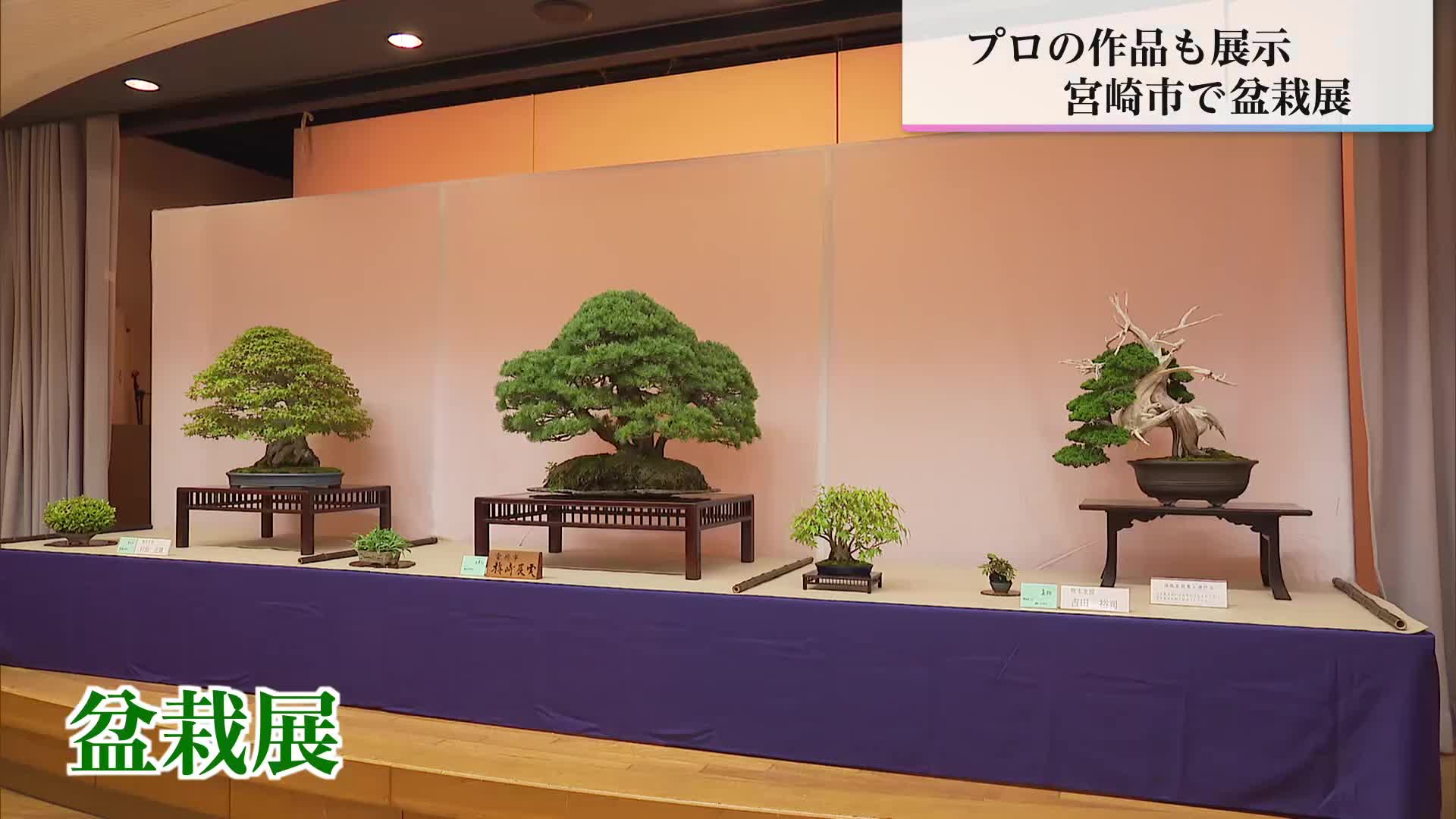 黒松　盆栽　展示会向け 黒松や五葉松など70点を展示 日本盆栽協会宮崎支部創立50周年記念 盆栽