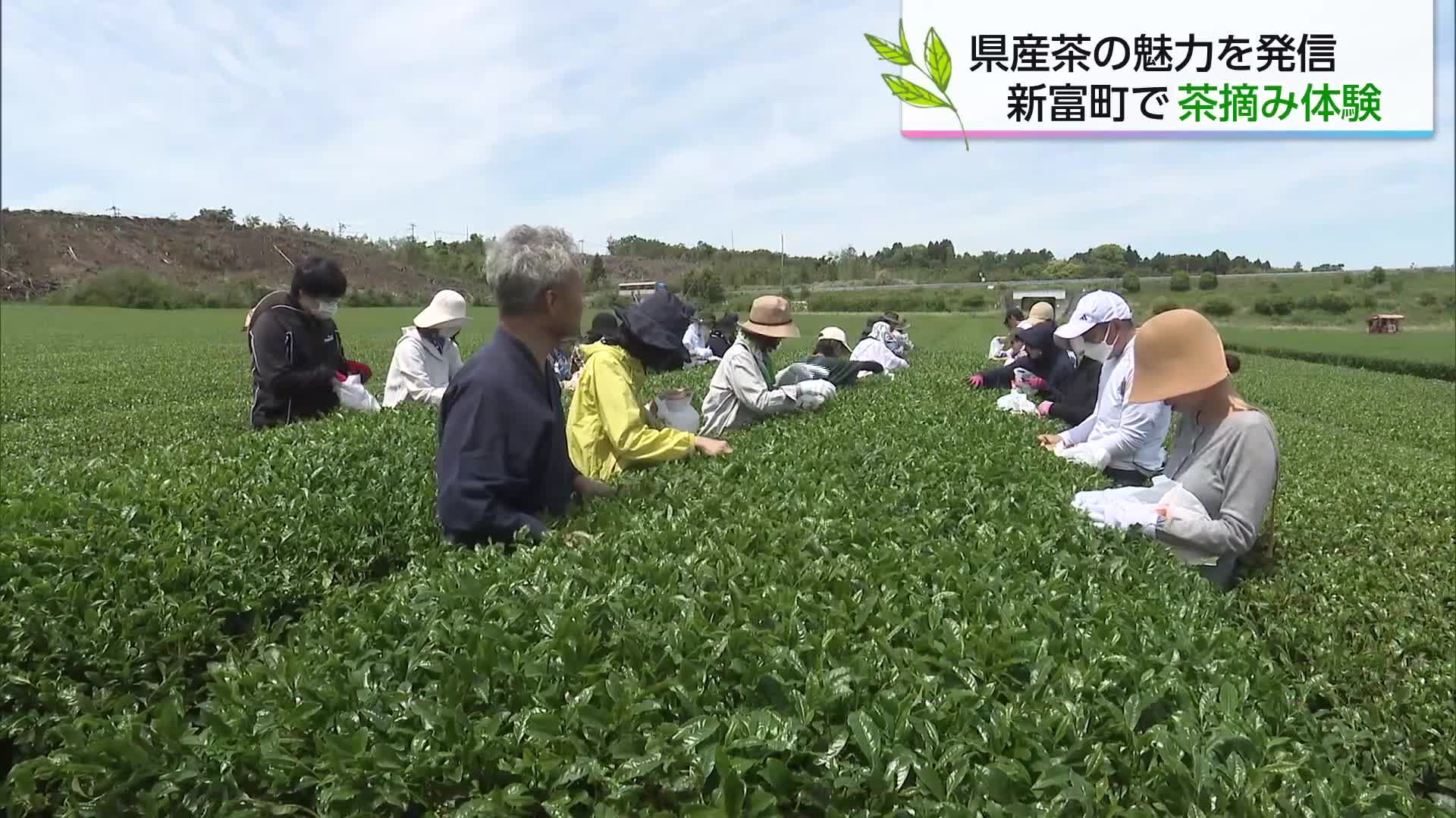 新茶の季節に楽しむ天ぷら体験