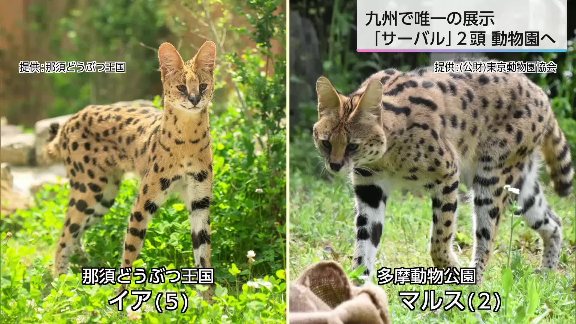 宮崎市フェニックス動物園にサーバルが仲間入り 九州で唯一の展示