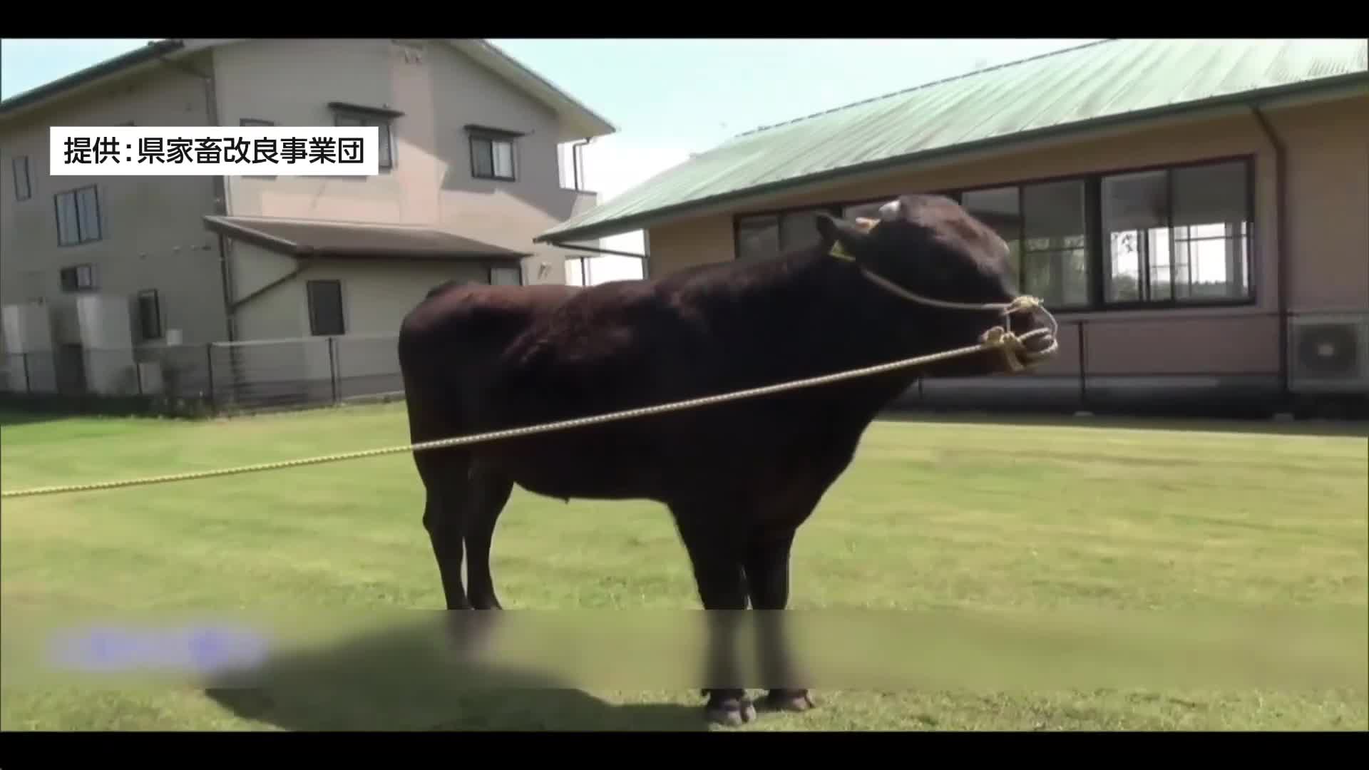 wccf 風雲児 将軍 貴公子 高年俸 2026083134356.jpg?20260831