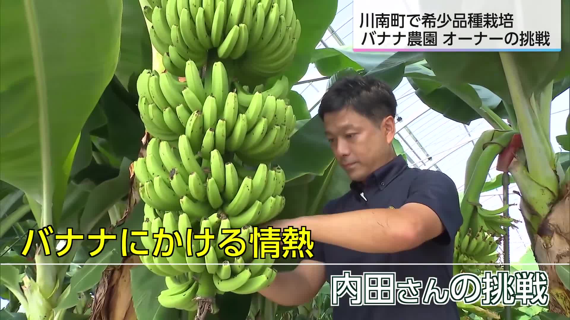 国内流通のわずか0.1％の希少な品種を栽培 バナナ農園ネクストファーム