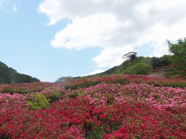 ツツジを漢字で書くと 天気のサカイ目 Umkテレビ宮崎