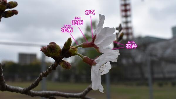 210319桜の花・真横2.jpg