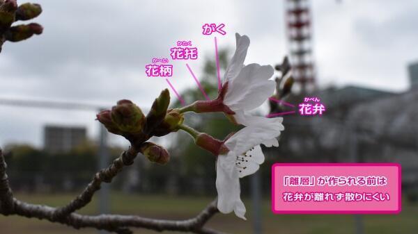 桜はまだ散らない 天気のサカイ目 Umkテレビ宮崎