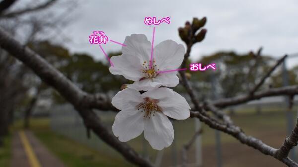 210319桜の花・正面1.jpg