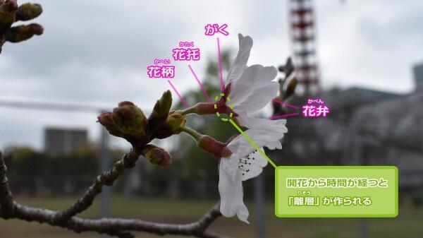 210319桜の花・真横3.jpg