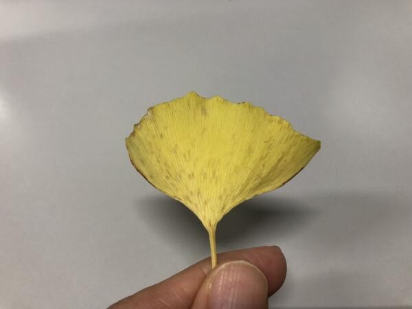 221118イチョウの葉っぱ.jpg