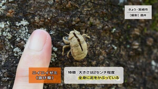 230706ニイニイゼミ抜け殻.jpg