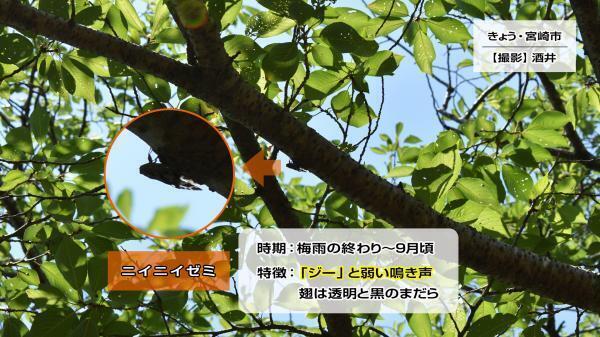 230706ニイニイゼミ.jpg
