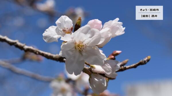 240327文化公園の桜.jpg