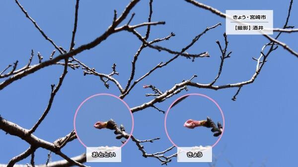 240315文化公園の桜.jpg