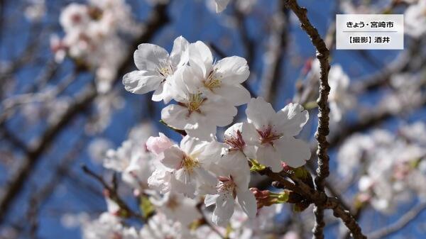 240401文化公園の桜1.jpg