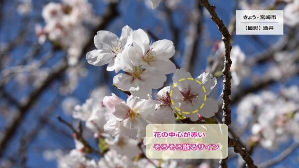 240401文化公園の桜2.jpg