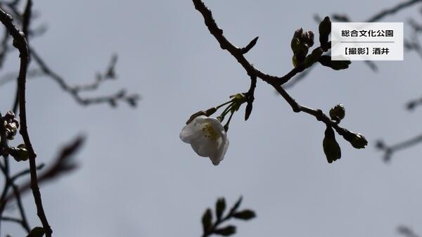 250319サクラ＠総合文化公園.jpg