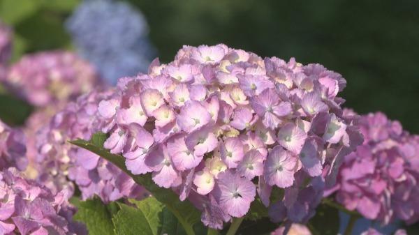 アジサイと紫陽花 天気のサカイ目 Umkテレビ宮崎