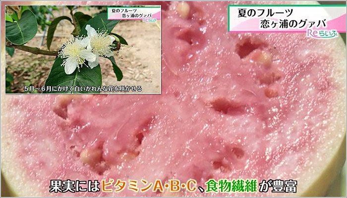 夏のフルーツ 恋ケ浦のグァバ 19年8月8日放送 Reらいふ Umkスーパーニュース Umkテレビ宮崎