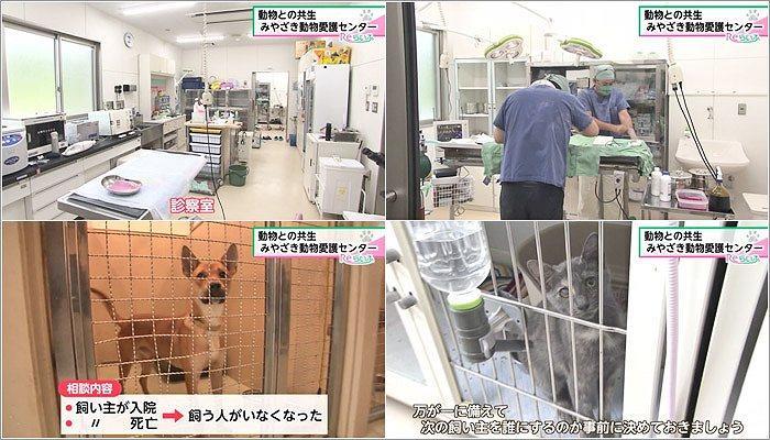 03 保護された犬や猫と飼い主をつなぐ役割