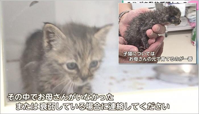 04 子猫の保護に関して