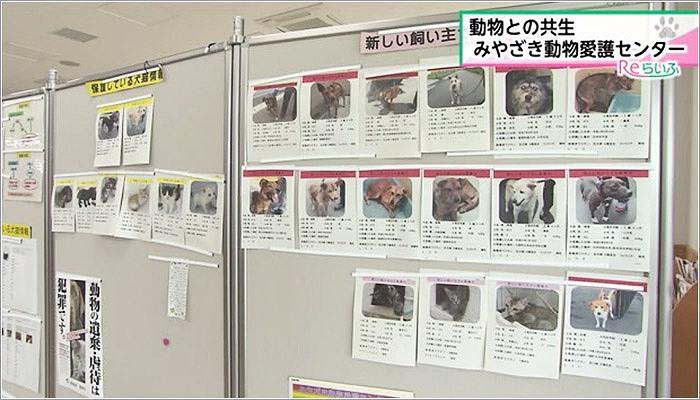 05 月曜から金曜までは施設内の犬や猫を見学できる