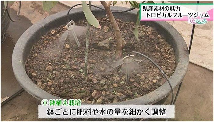 03 【こだわりその 1】鉢植え栽培。